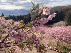 早咲き桜③