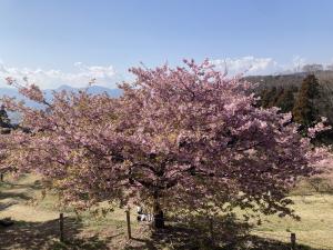 早咲き桜①