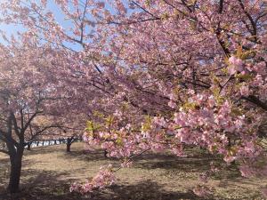 早咲き桜②