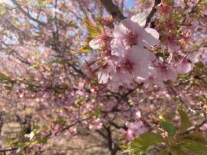 早咲き桜③