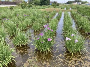 菖蒲園③