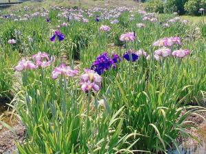 花菖蒲②